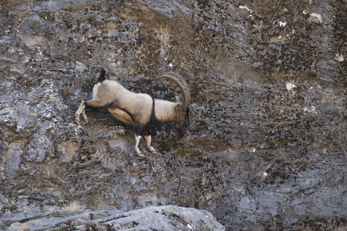 Tunceli'de yaban keçileri Munzur Vadisi'ne indi