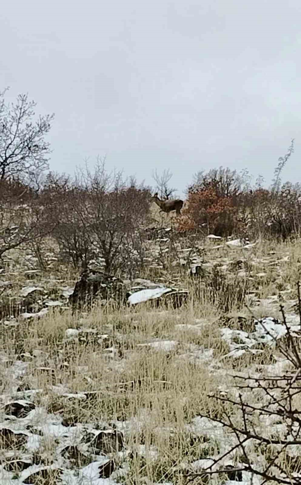 Ankara’da geyik sürüsü kameralara yansadı

