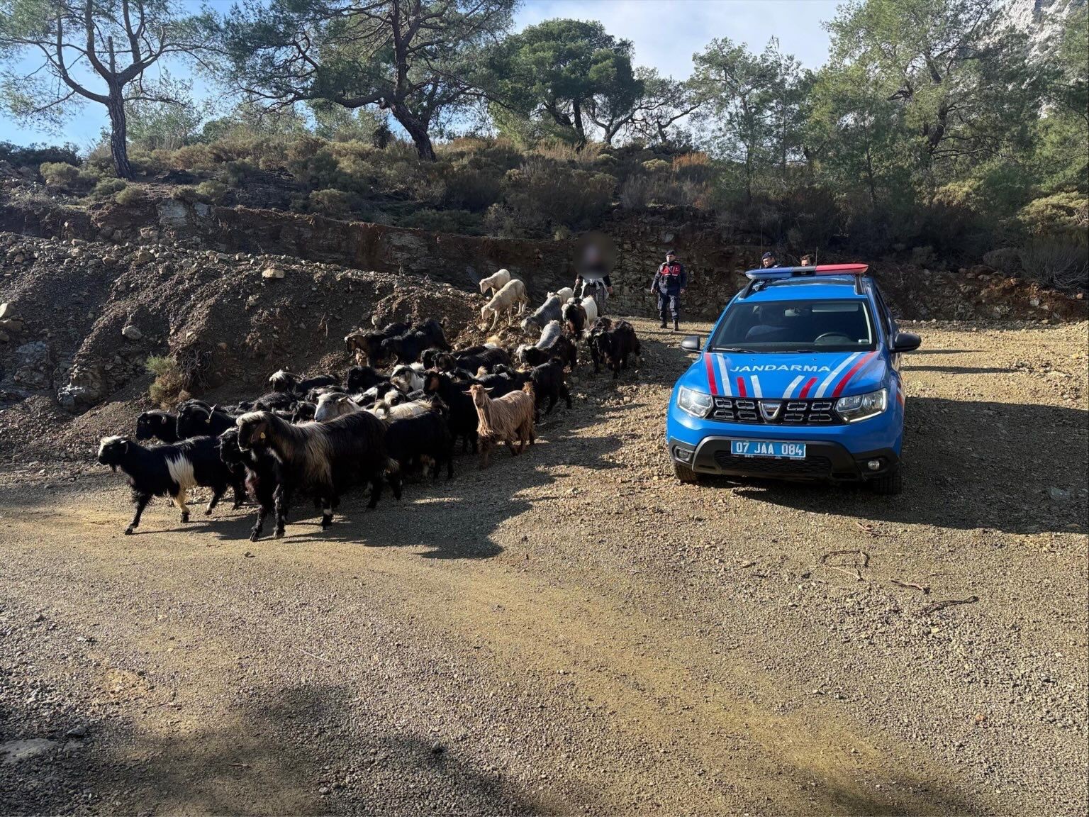 Antalya’da kaybolan 55 küçükbaş hayvan jandarma ekiplerince bulundu
