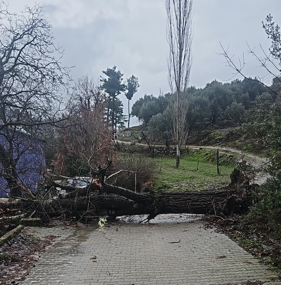Asırlık kavak ağacı fırtınaya dayanamadı
