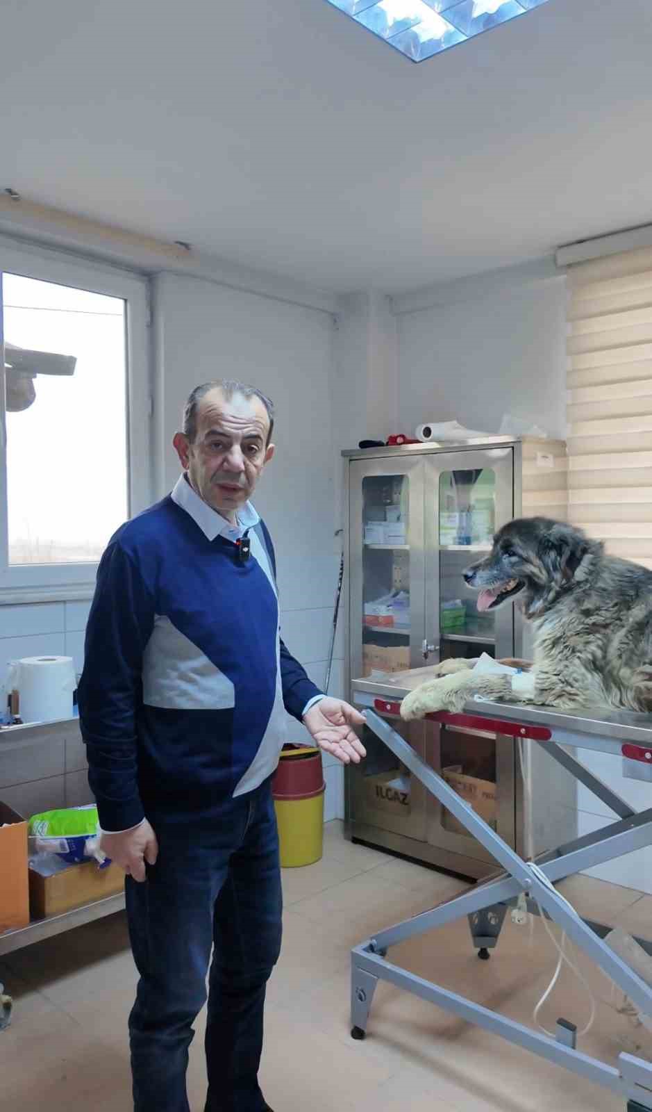 Bolu’da ezilen köpeğin röntgeninden 400 saçma çıktı:
