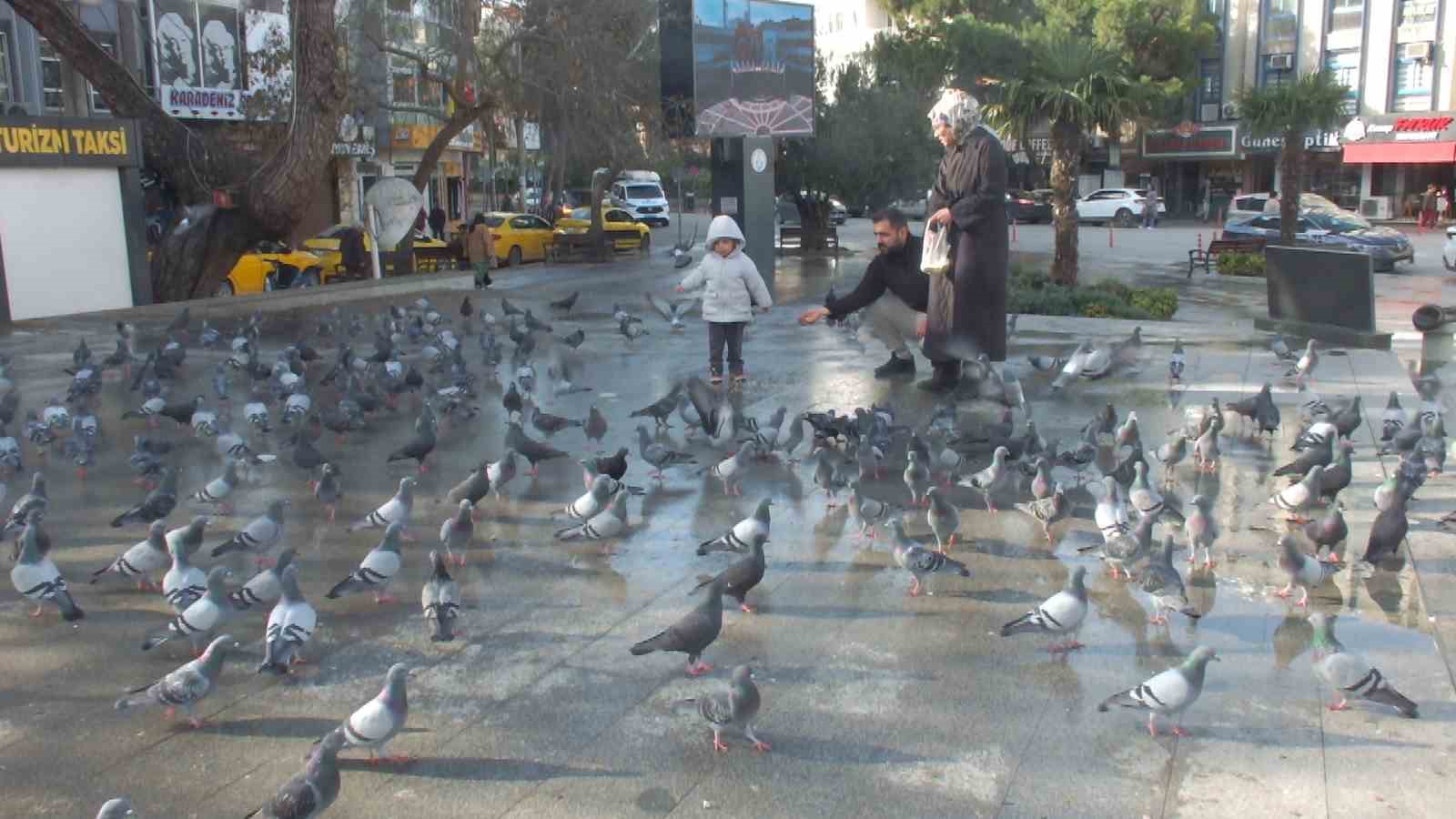 Burhaniye’de güvercinler imece ile besleniyor
