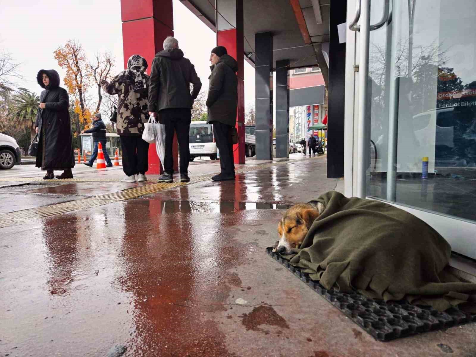 İç ısıtan hareket: Soğuktan titreyen köpeği şalla sardılar

