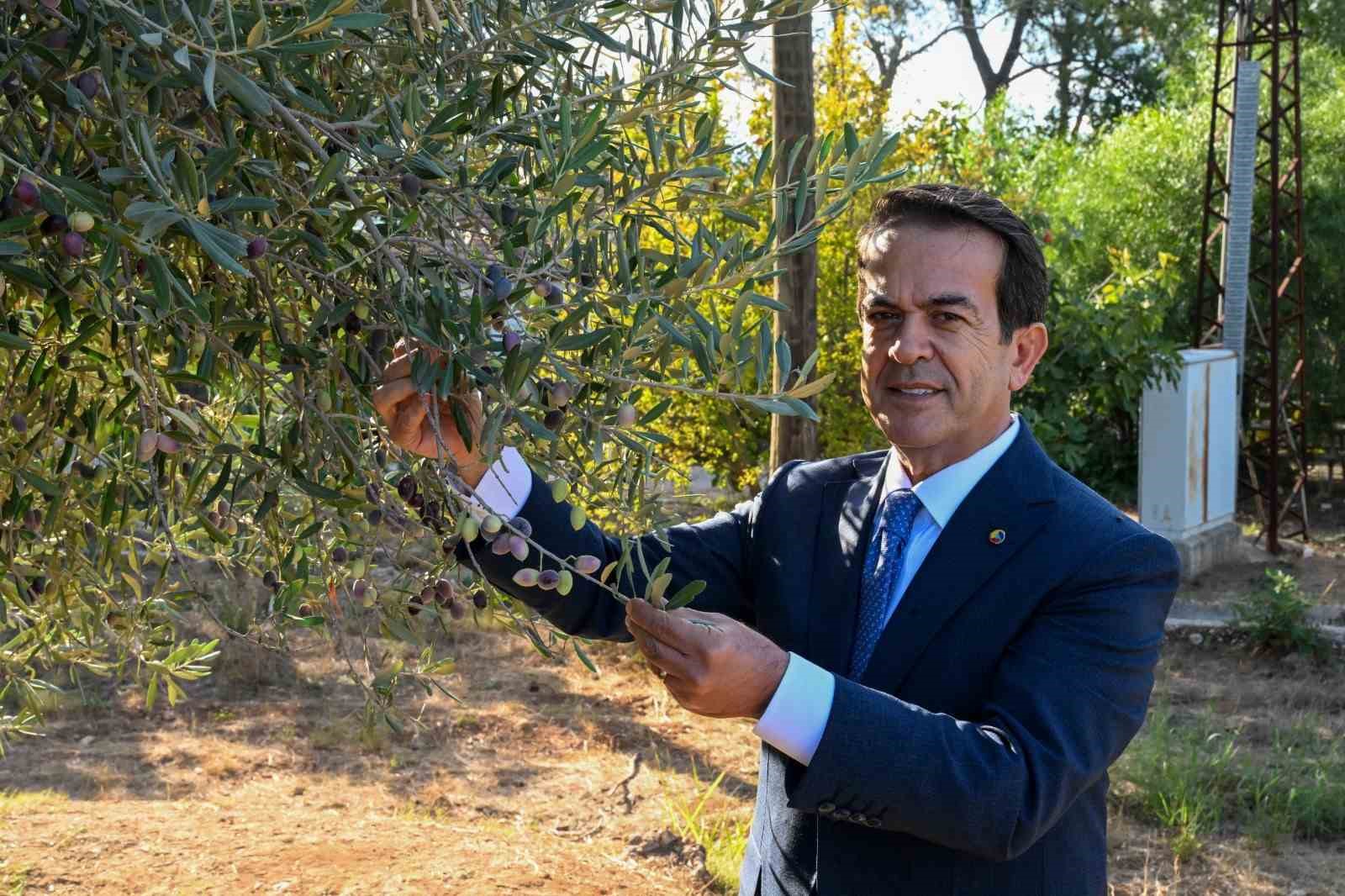 Zeytinyağı kalite yarışması için son gün 15 Ocak
