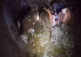 Adıyaman’da ahır çöktü, 3 büyükbaş hayvan telef oldu
